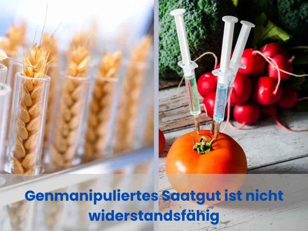 Genmanipuliertes Saatgut ist nicht widerstandsfähig