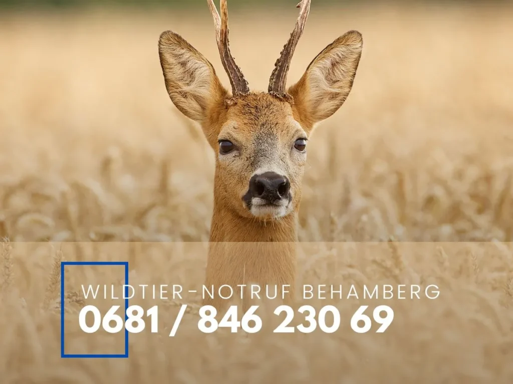 Wildtier-Notruf Behamberg